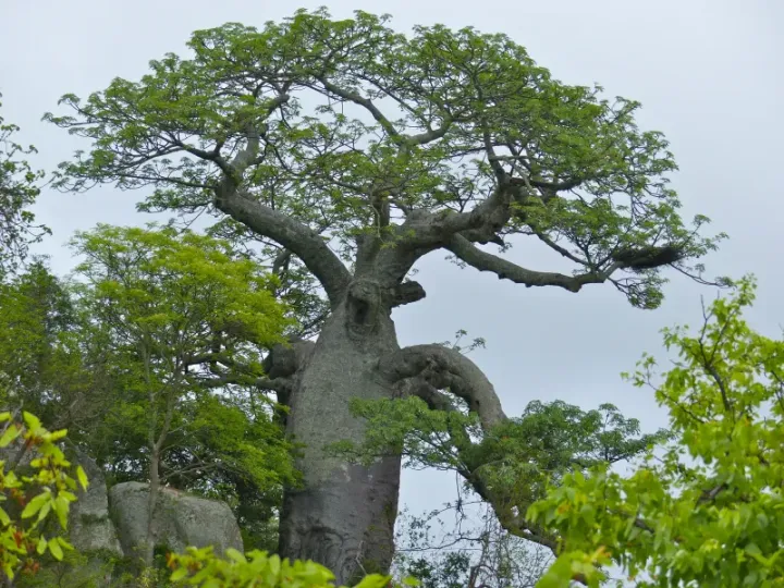 A great baobab tree (Adansonia digitata) in West Africa — the tree Sundiata uprooted when he rose to standing for the first time