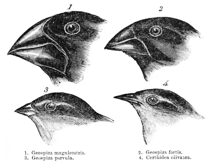 Darwin's finches — illustration by John Gould, 1845